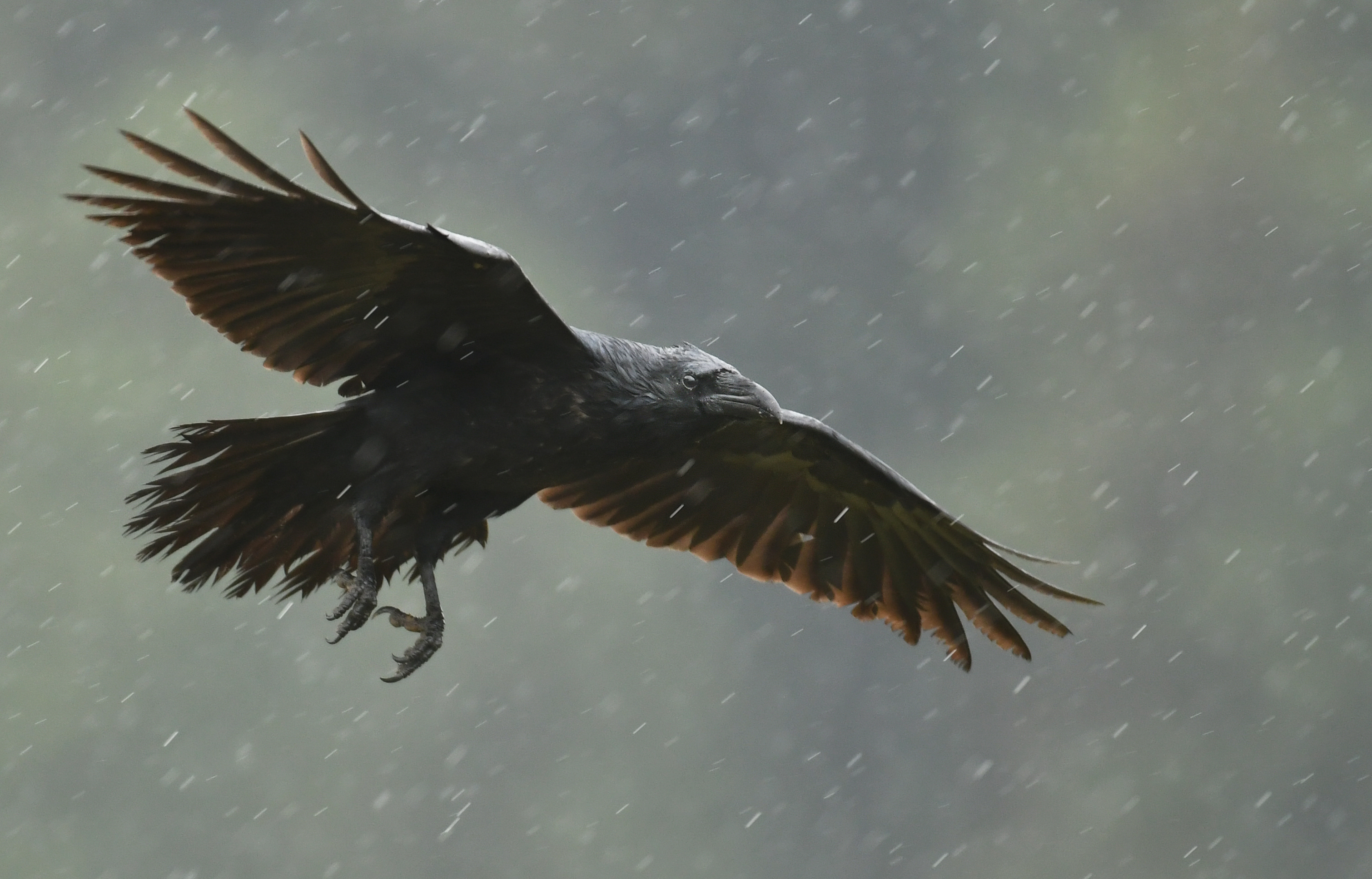 Raven in rain