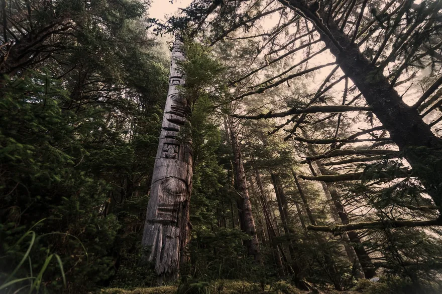 A weathered totem pole standing in a living coastal forest.